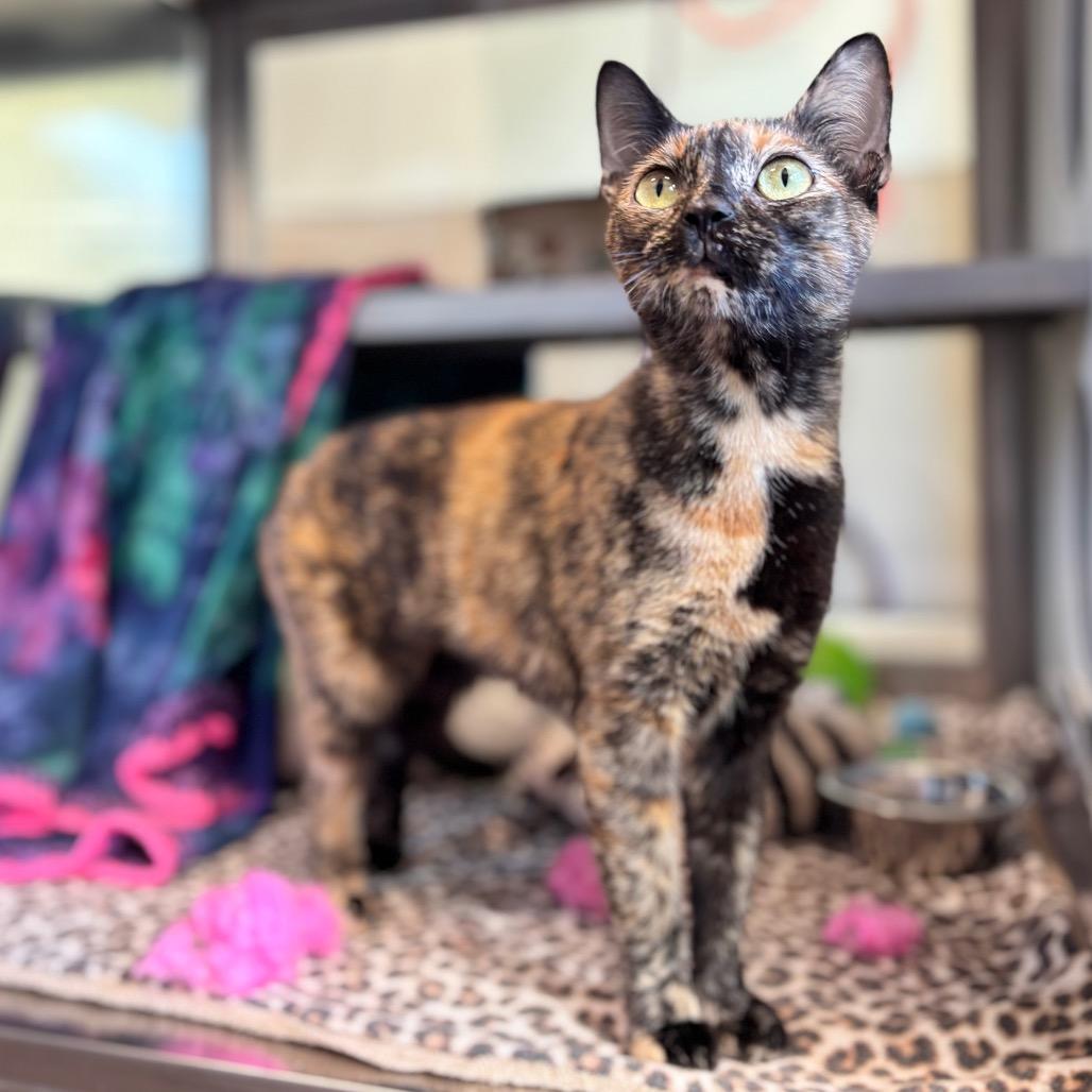 Enlarge Rarity, a Adoptable Domestic Short Hair in Nashville, IN image 1/2