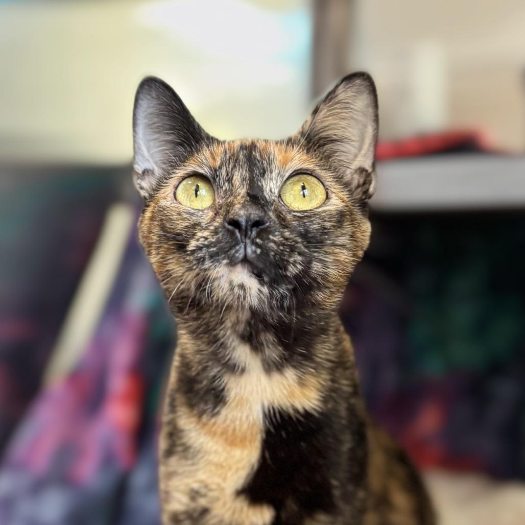 Enlarge Rarity, a Adoptable Domestic Short Hair in Nashville, IN image 2/2