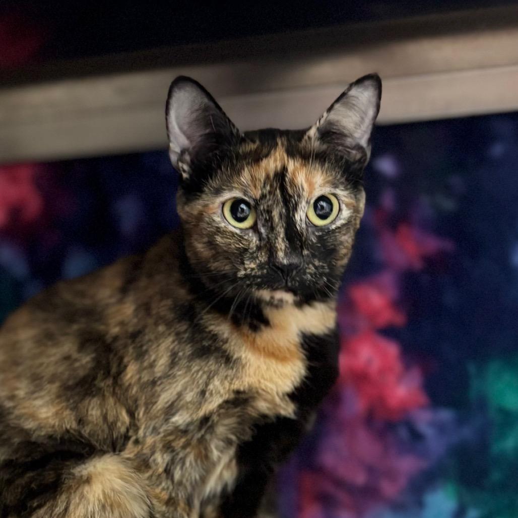 Rarity, Adoptable, Adult Female Domestic Short Hair.