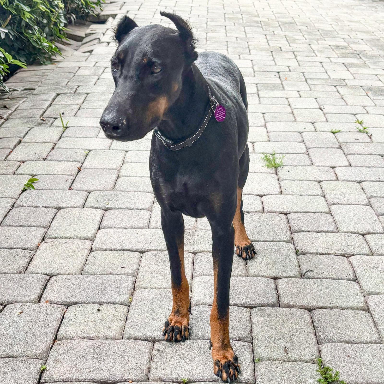 Lee 3596, Adoptable, Young Female Doberman Pinscher.