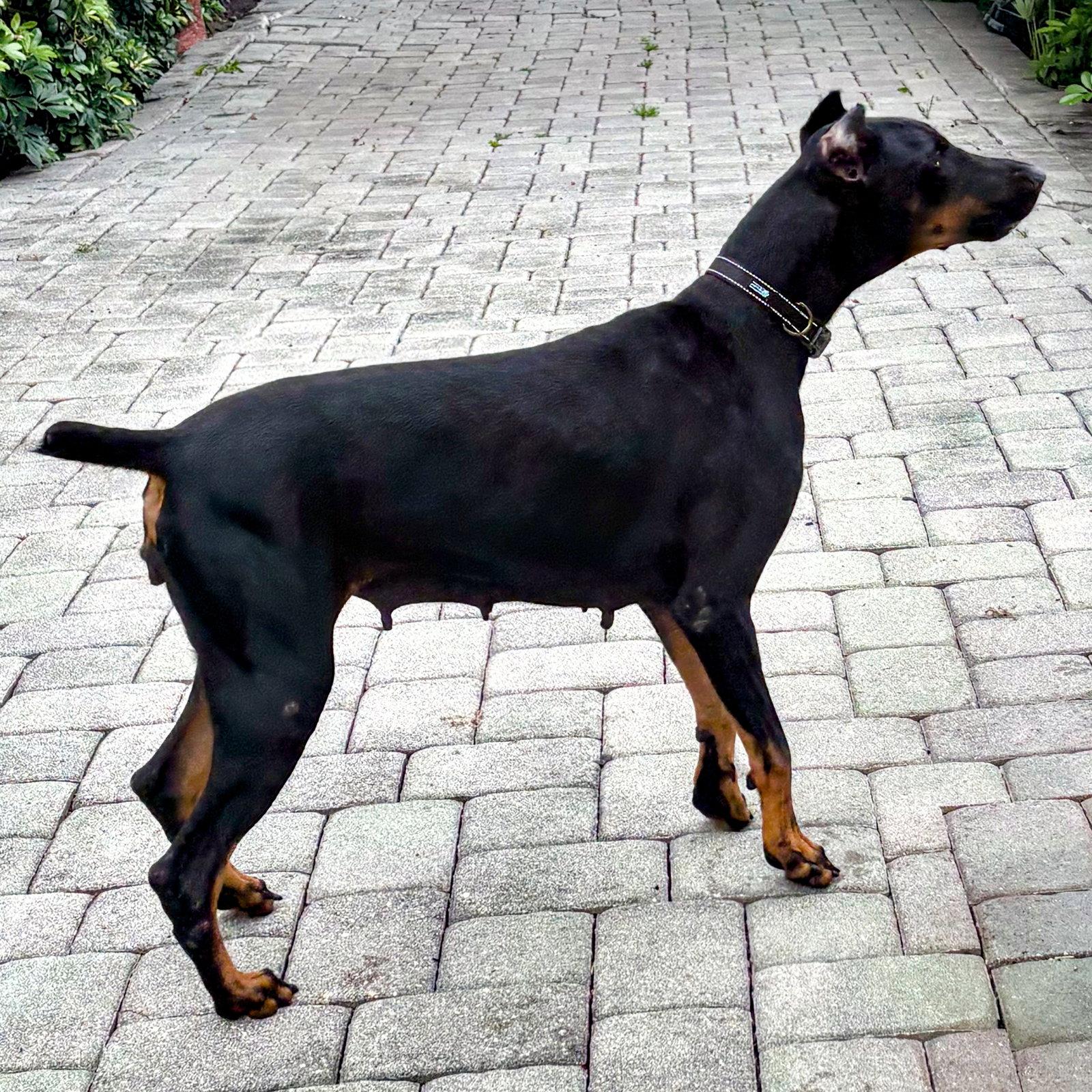 Lee 3596, a Adoptable Doberman Pinscher in Oakland Park, FL image 2/3