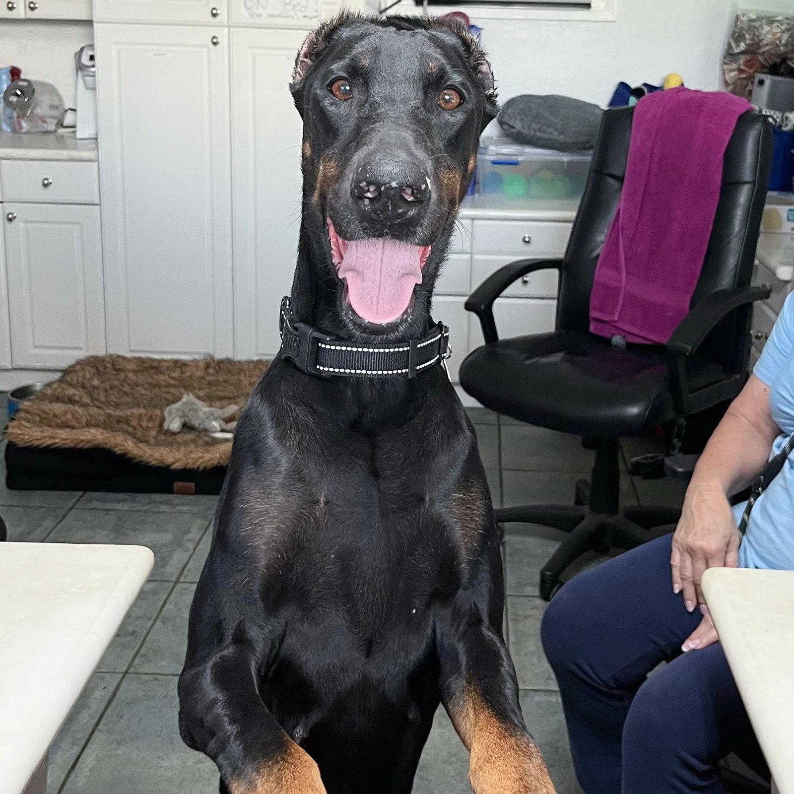 Lee 3596, a Adoptable Doberman Pinscher in Oakland Park, FL image 3/3