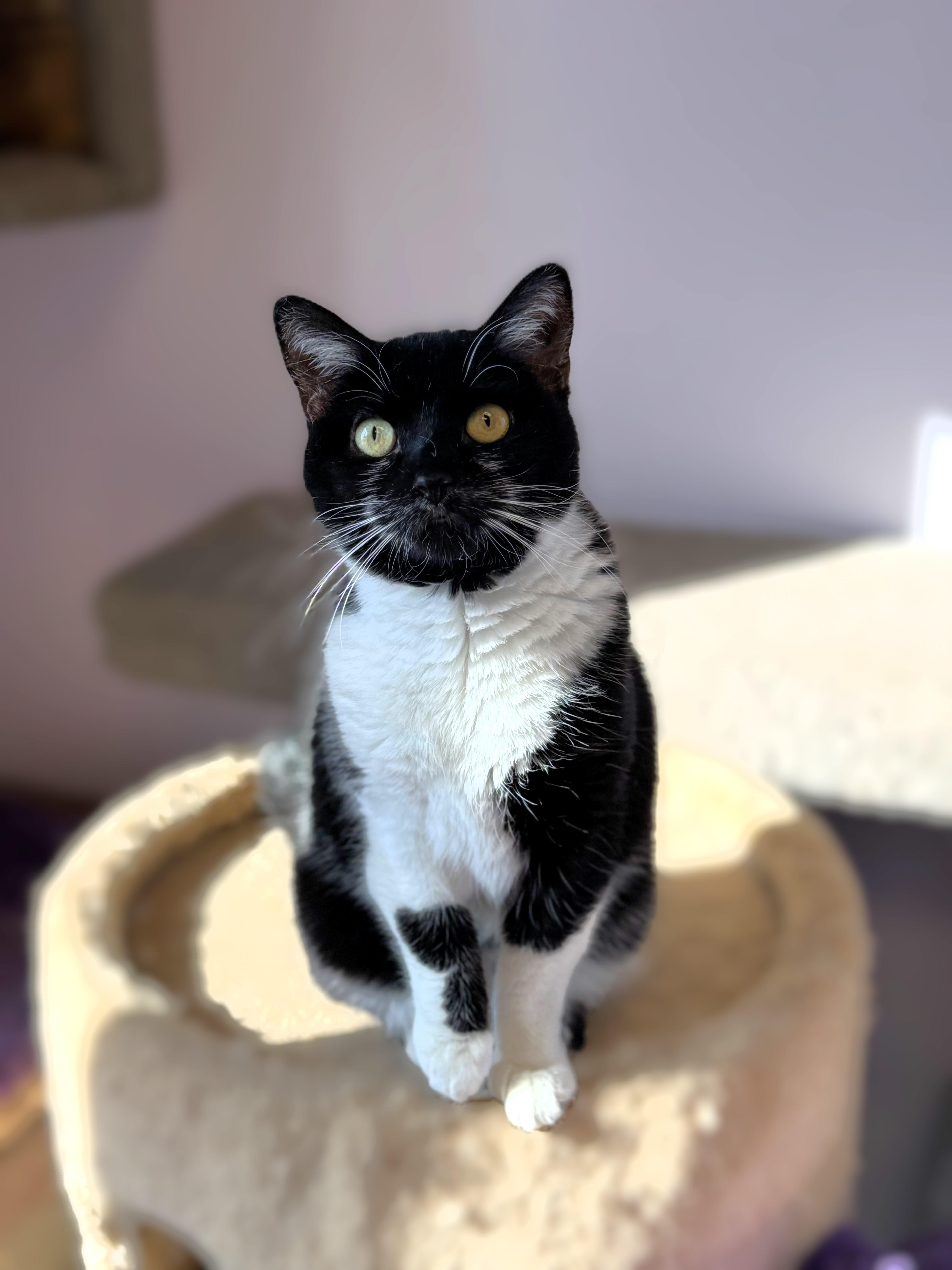 October, Adult Female Domestic Short Hair