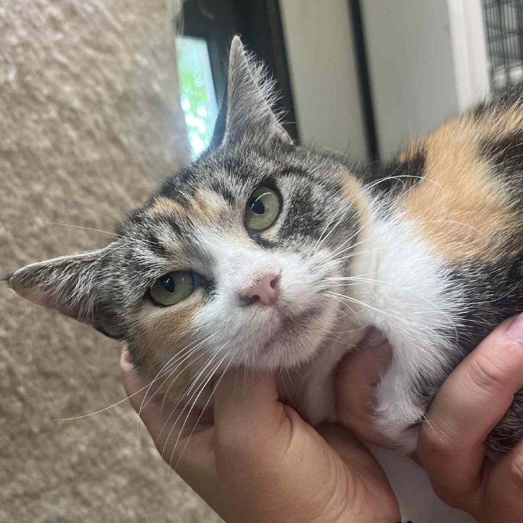 Sylvie, an adoptable Domestic Short Hair in Graham, TX, 76450 | Photo Image 1
