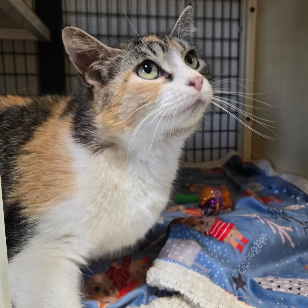 Sylvie, an adoptable Domestic Short Hair in Graham, TX, 76450 | Photo Image 2