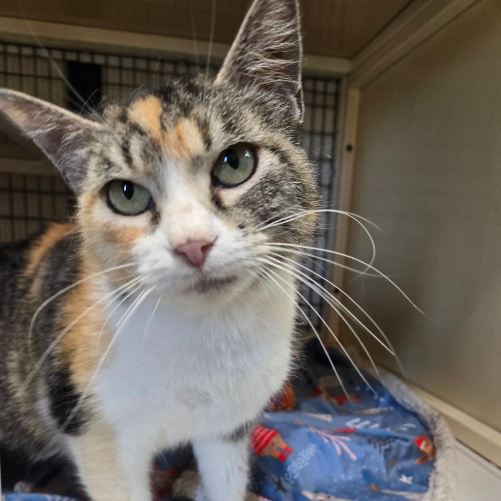 Sylvie, an adoptable Domestic Short Hair in Graham, TX, 76450 | Photo Image 3