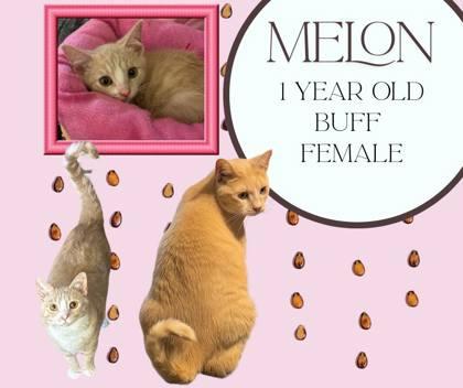 Melon, Adoptable, Young Female Domestic Short Hair & Domestic Short Hair.