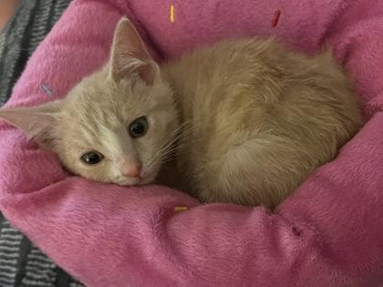 Melon, a Adoptable mixed breed in Port Republic, MD image 2/3