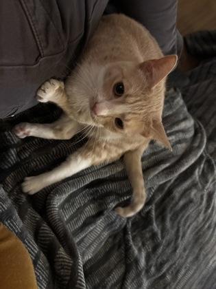 Melon, a Adoptable mixed breed in Port Republic, MD image 3/3