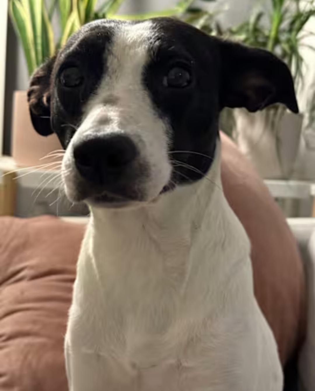 Enlarge Luna, a Adopted mixed breed in Baltimore, MD image 1/3