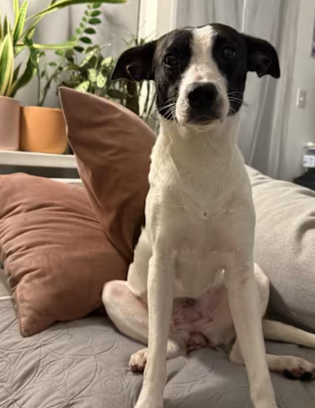 Enlarge Luna, a Adopted mixed breed in Baltimore, MD image 2/3