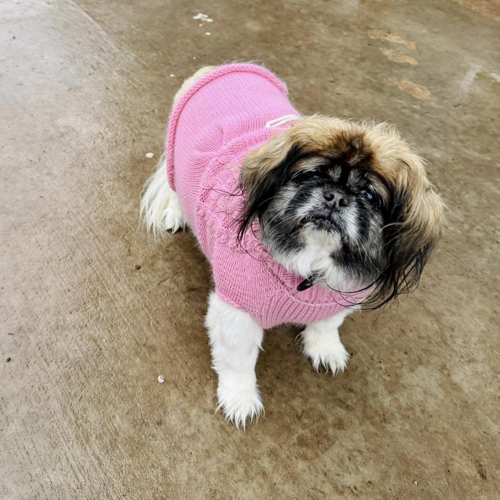 Charlotte, Adoptable, Senior Female Shih Tzu.