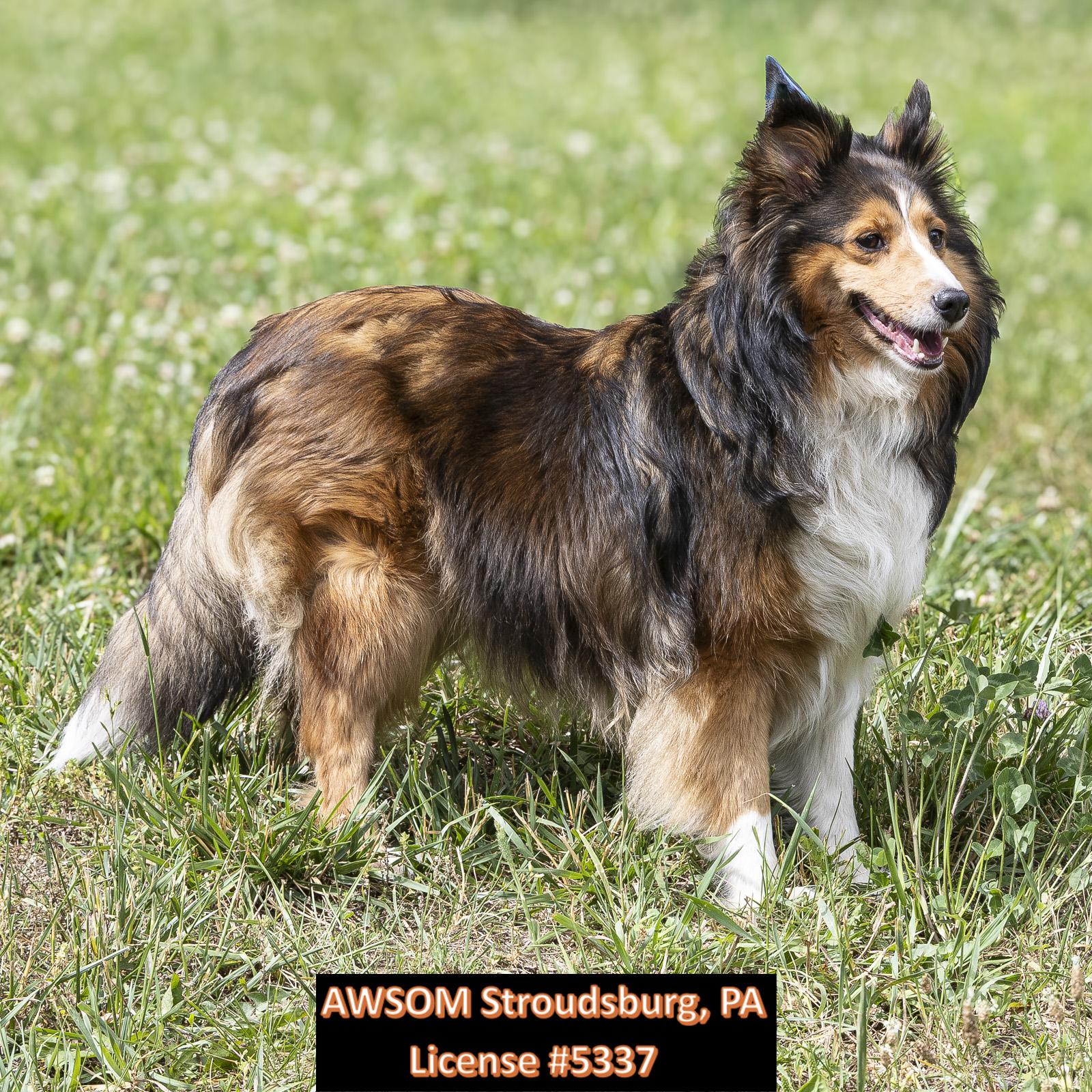 Cora, adopted, Adult Female Shetland Sheepdog / Sheltie.