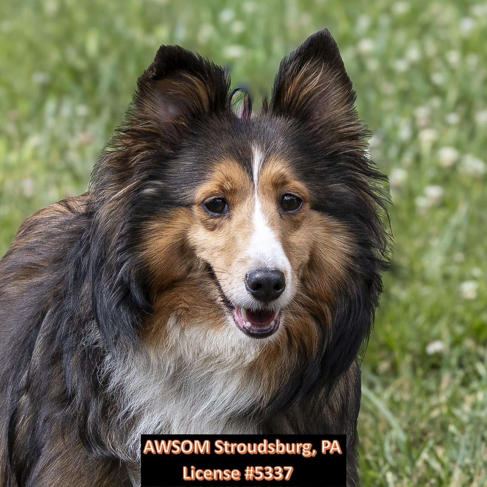 Enlarge Cora, an adopted mixed breed in Stroudsburg, PA image 2/2