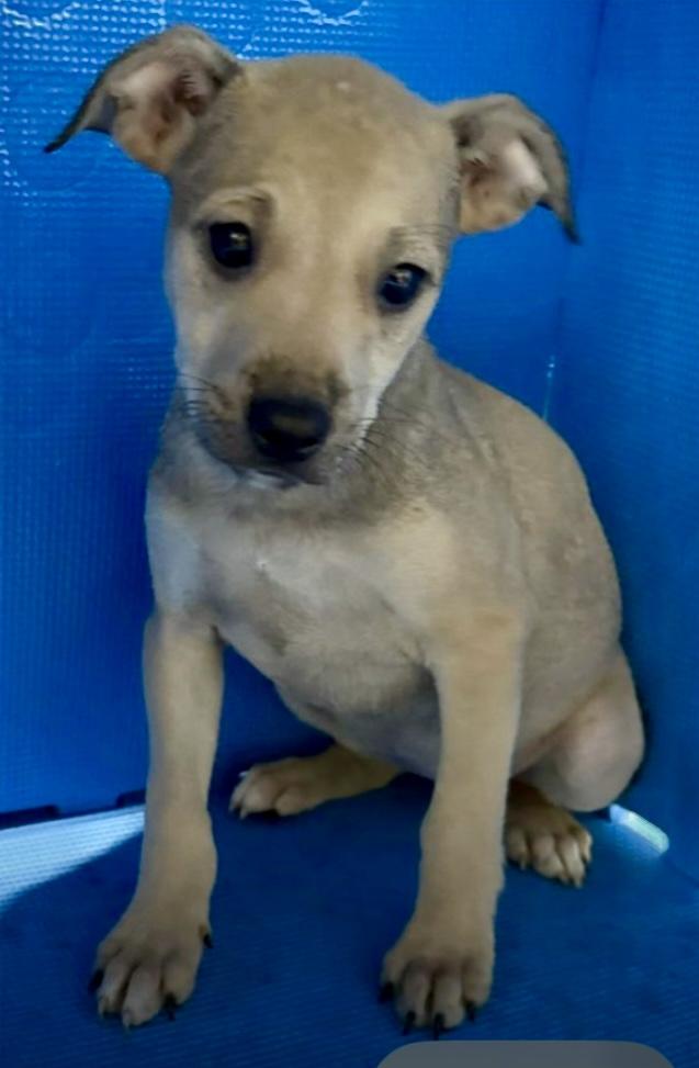 Enlarge Coral, a ADOPTABLE mixed breed in GREENVILLE, NC image 2/2