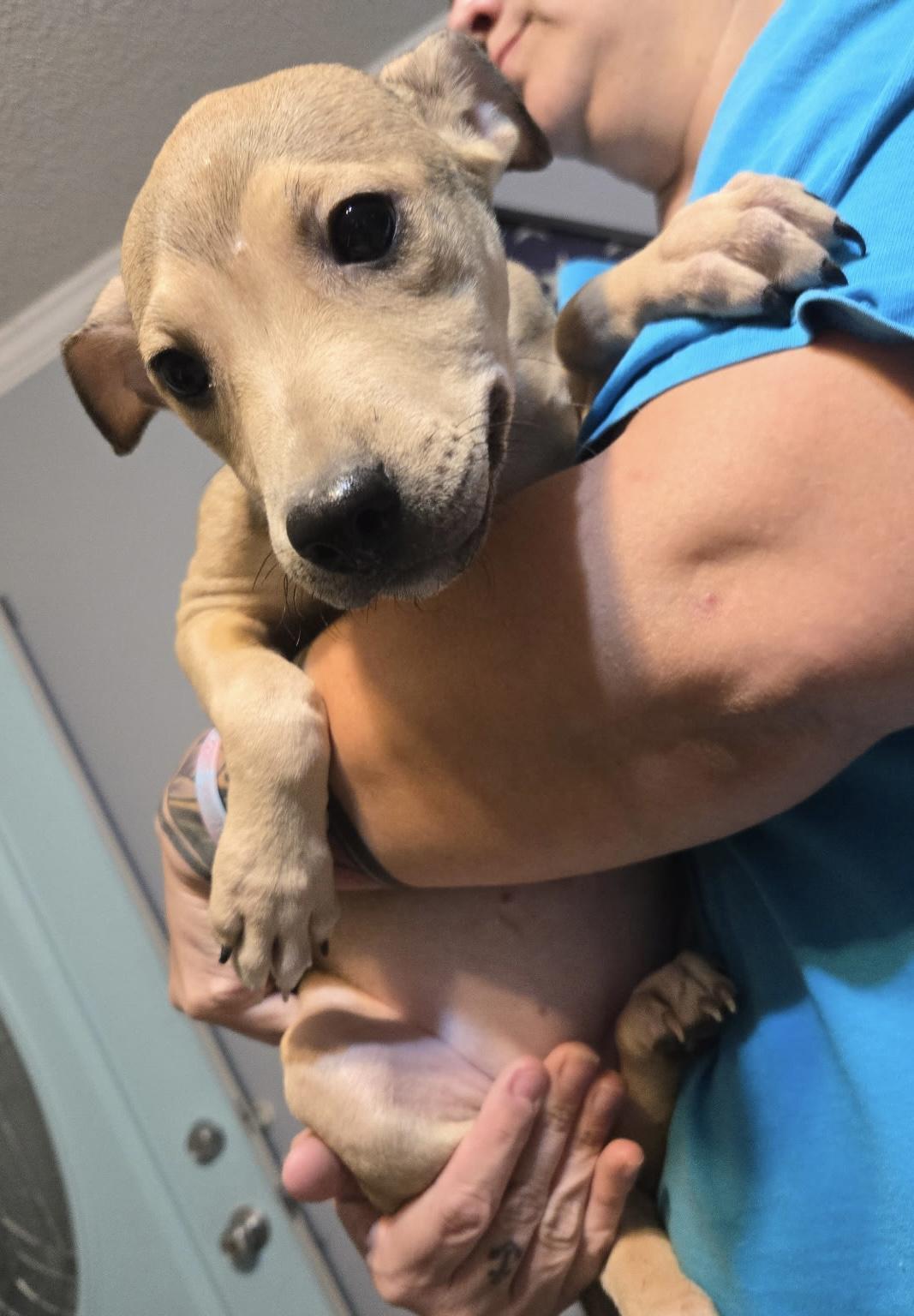 Enlarge Coral, a ADOPTABLE mixed breed in GREENVILLE, NC image 1/2