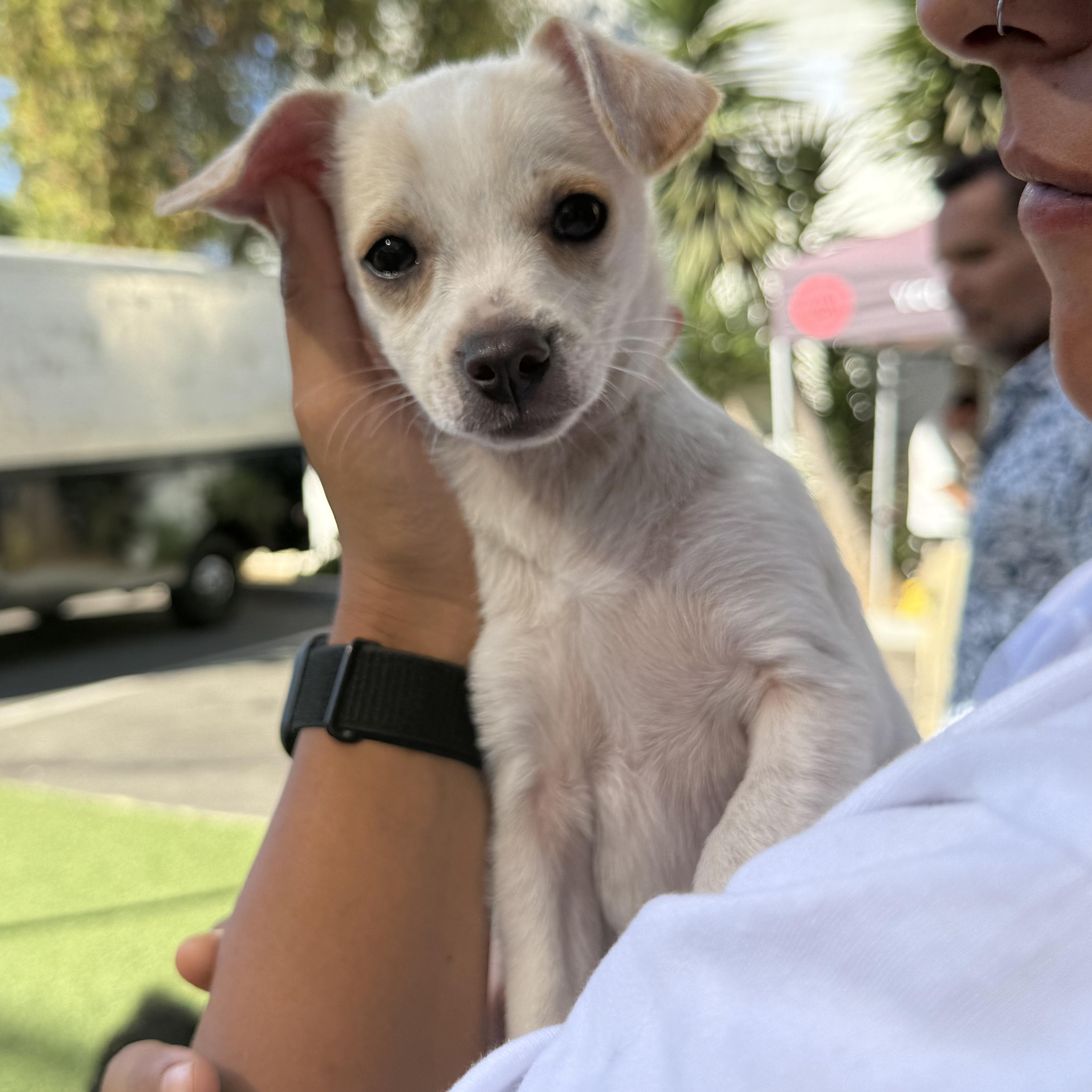 Ben & Jerry - adoptable seperately