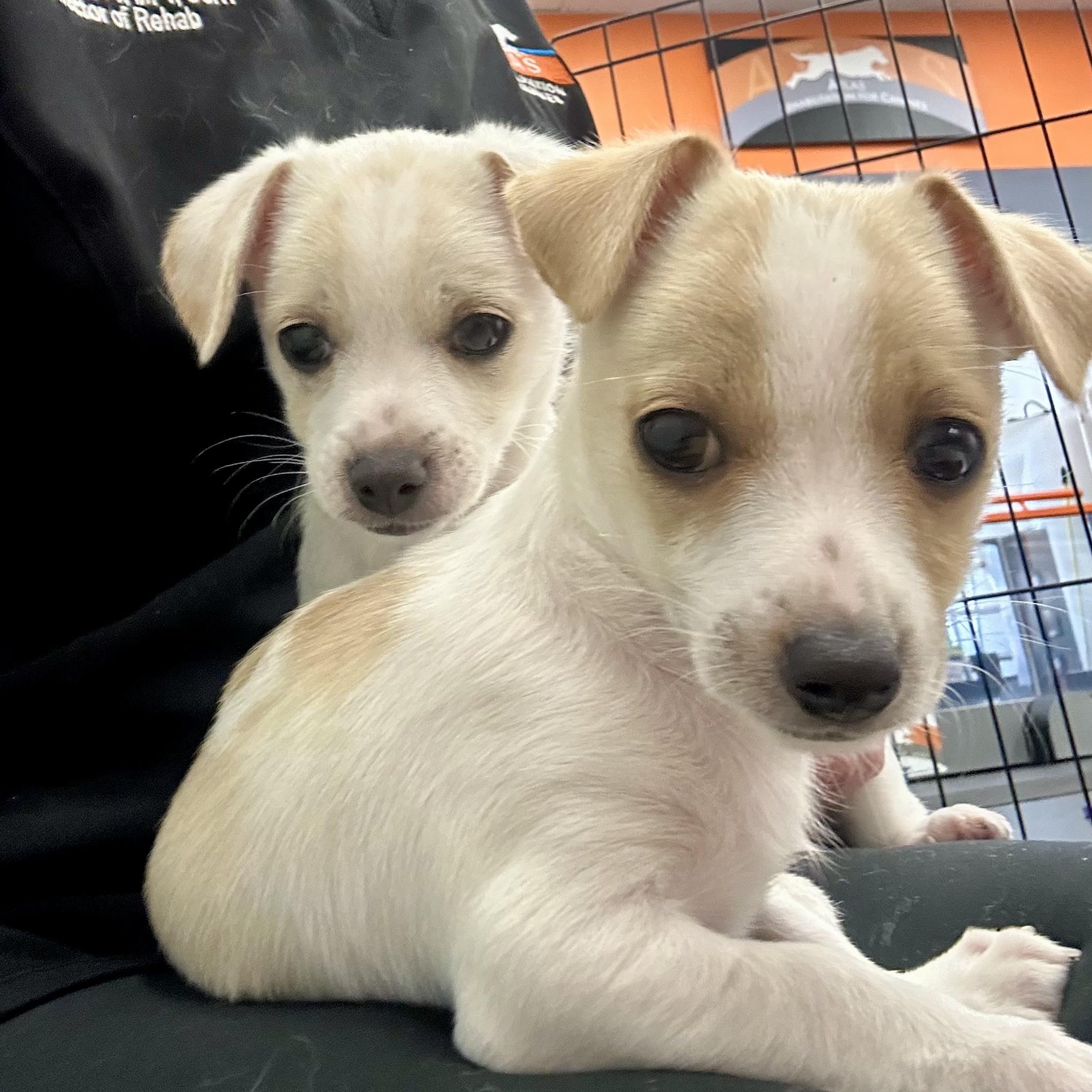 Ben & Jerry - adoptable seperately, a Adoptable Chihuahua in Santa Barbara , CA image 1/5