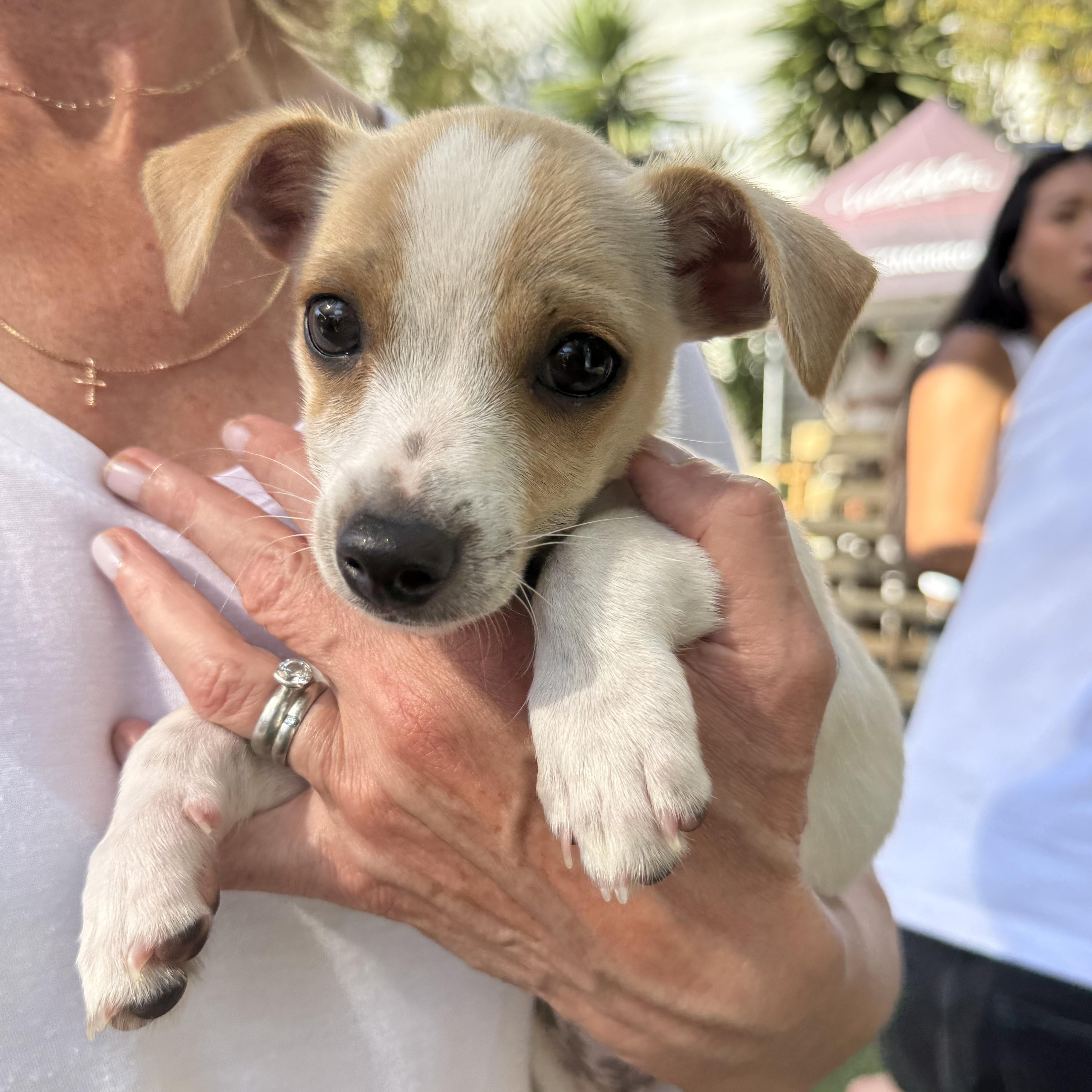Ben & Jerry - adoptable seperately, a Adoptable Chihuahua in Santa Barbara , CA image 5/5