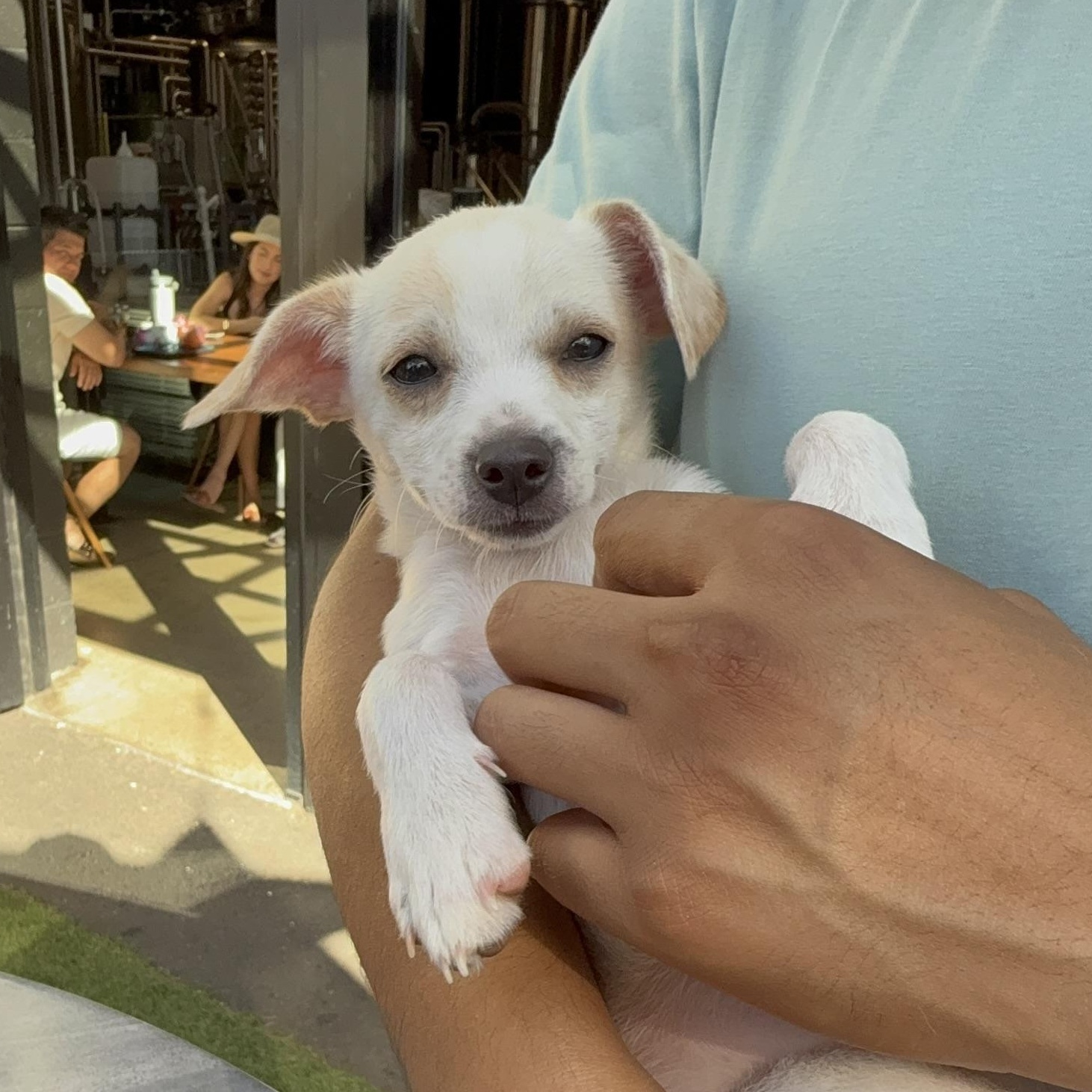 Ben & Jerry - adoptable seperately, a Adoptable Chihuahua in Santa Barbara , CA image 3/5