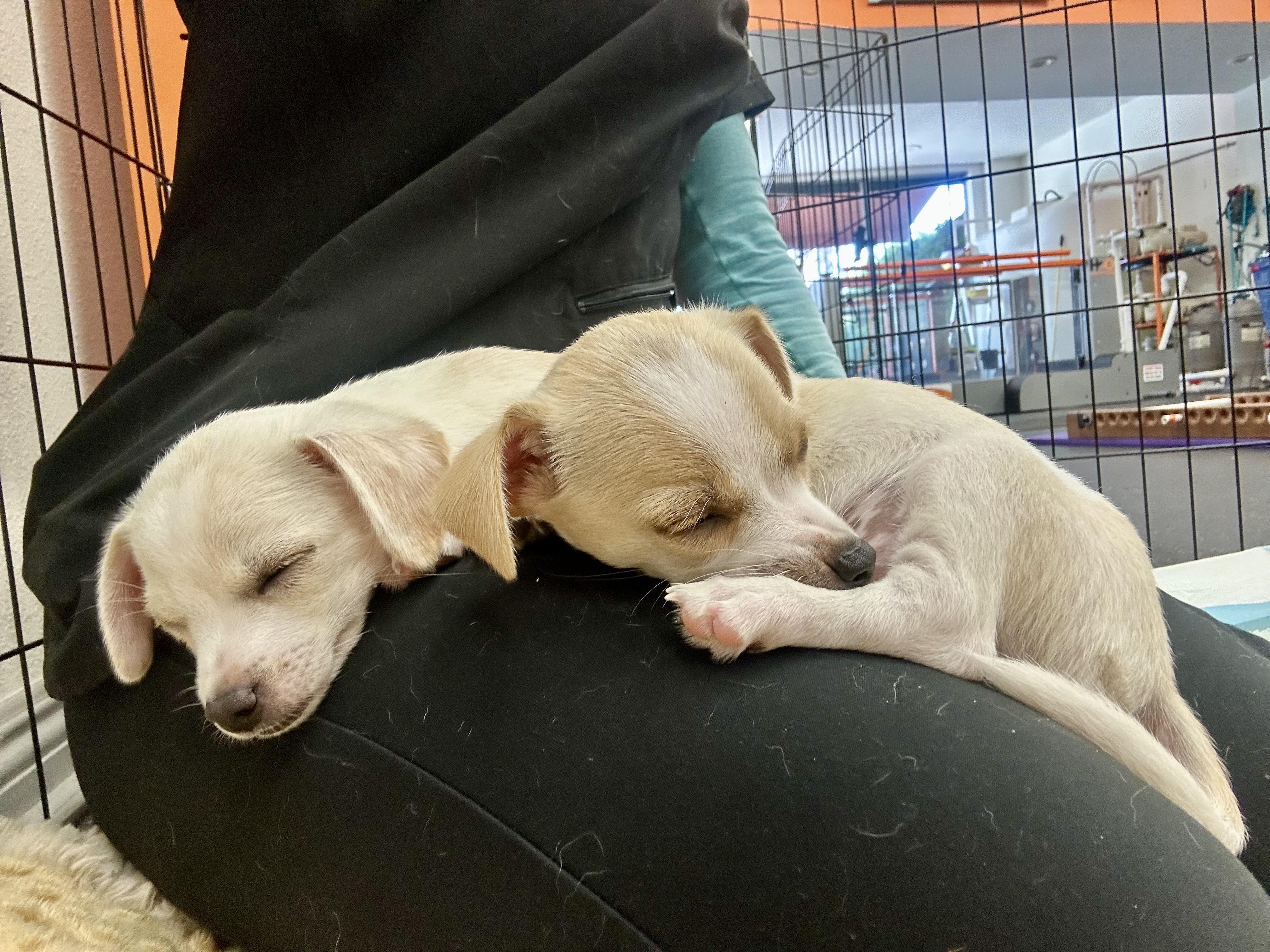 Ben & Jerry - adoptable seperately, a Adoptable Chihuahua in Santa Barbara , CA image 4/5