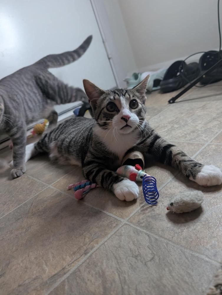 Mayhem, Adoptable, Young Male Domestic Short Hair.