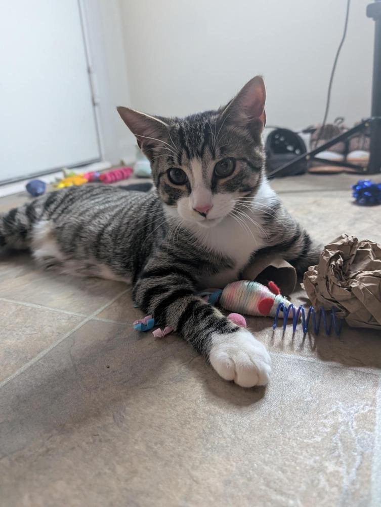 Enlarge Mayhem, a Adoptable mixed breed in Carrollton, VA image 2/5