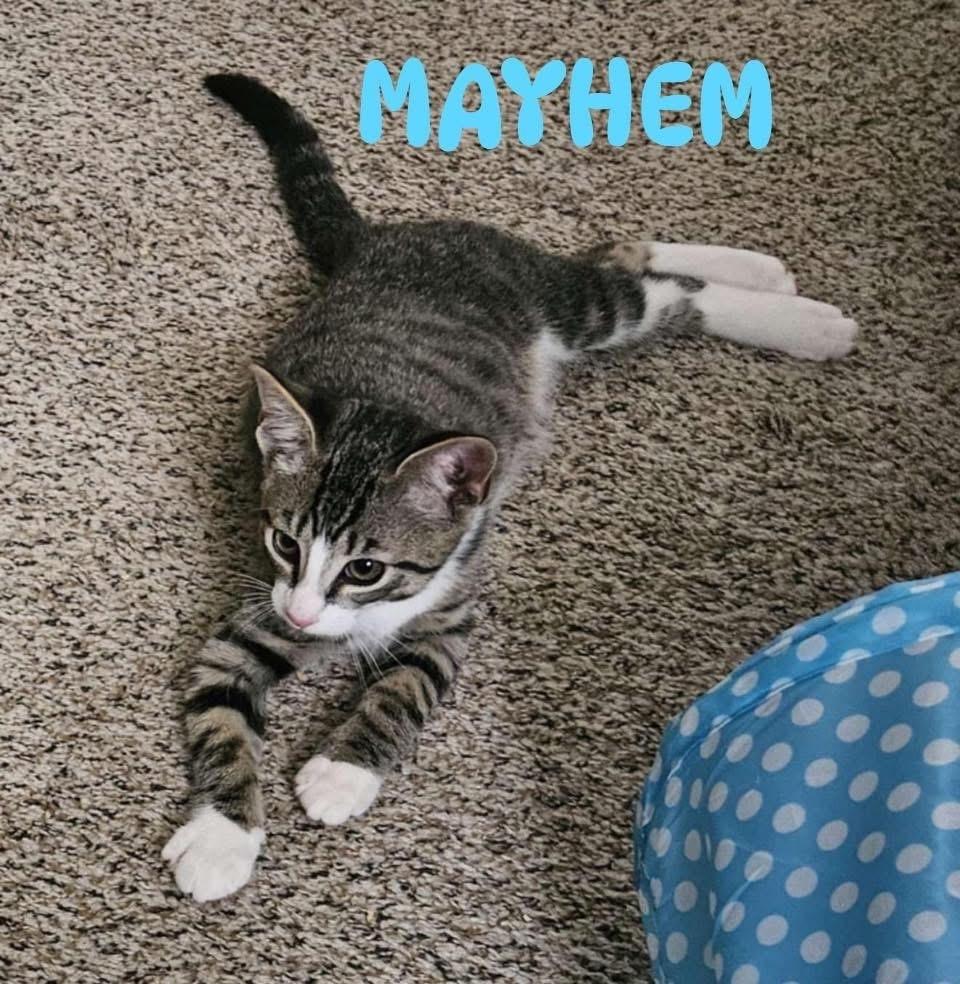 Enlarge Mayhem, a Adoptable mixed breed in Carrollton, VA image 4/5