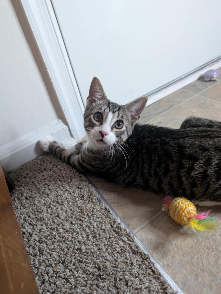 Enlarge Mayhem, a Adoptable mixed breed in Carrollton, VA image 5/5