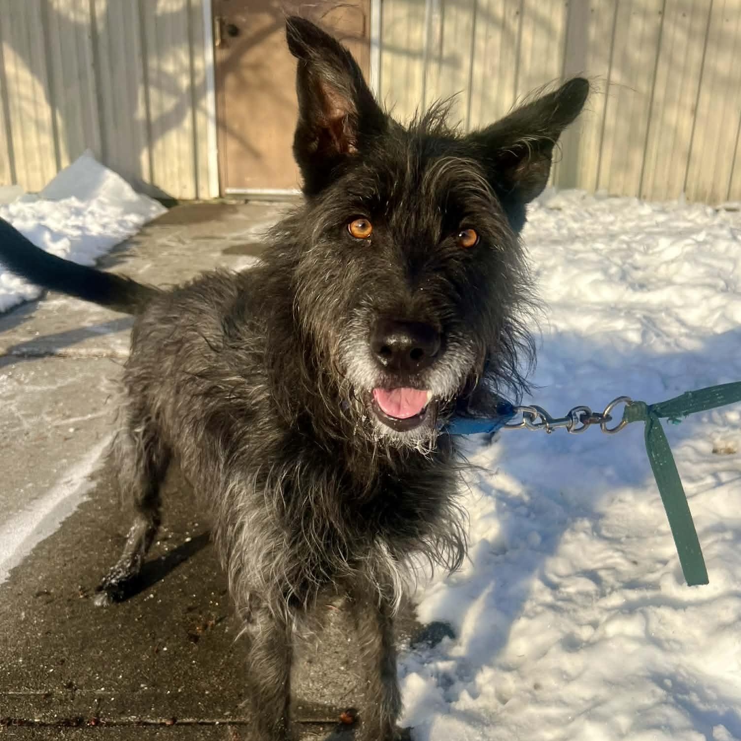 Pepper — thumbnail 2