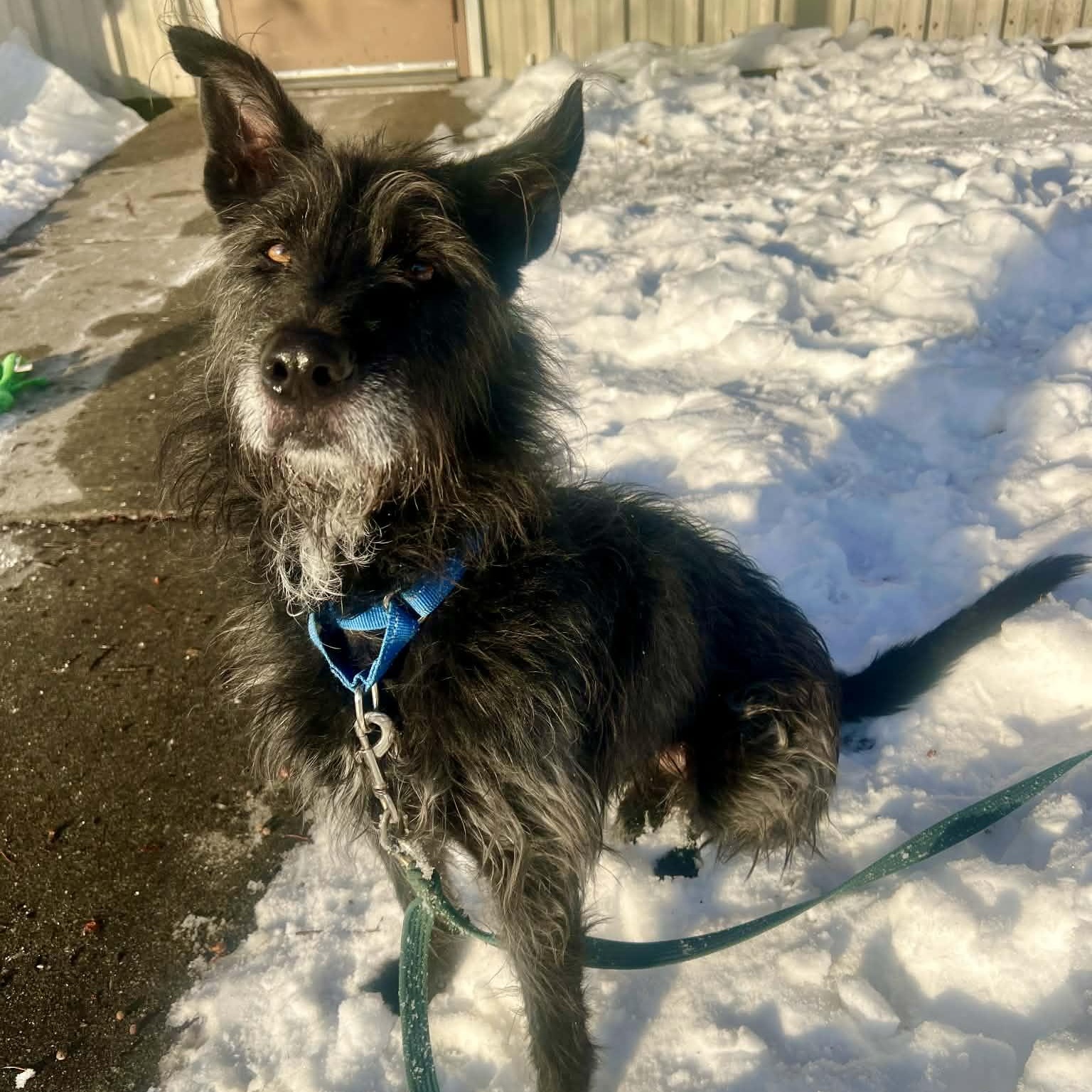 Pepper — thumbnail 3