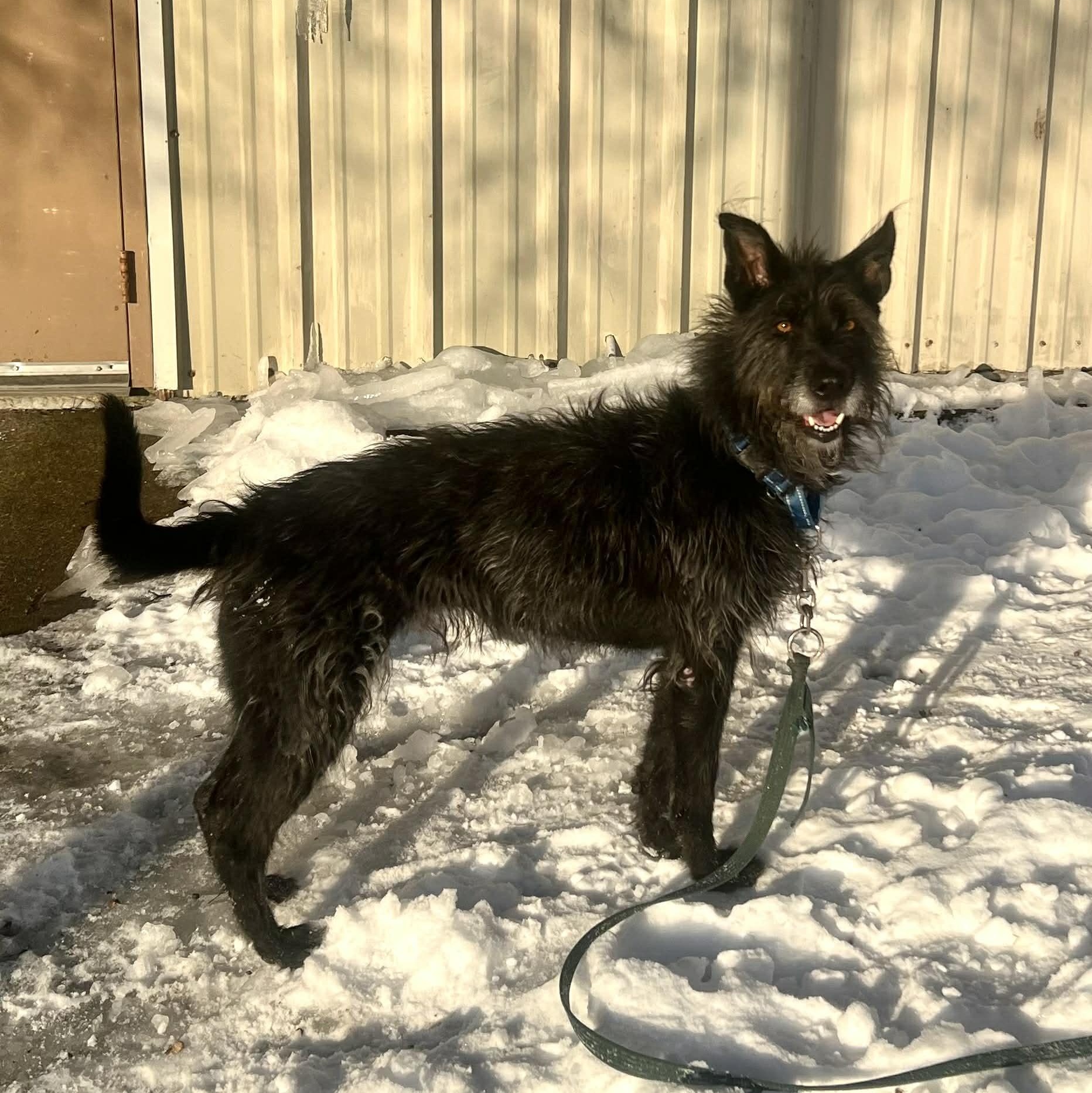 Pepper — thumbnail 4