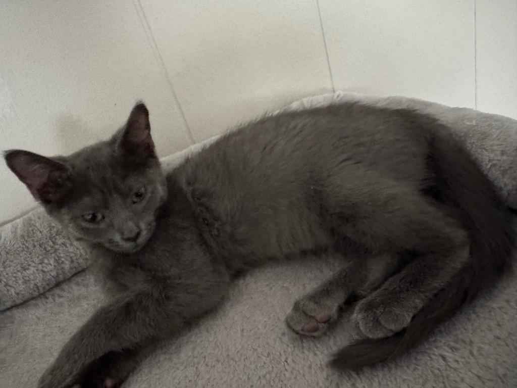 Pepper, a Adoptable mixed breed in Johnson City, TN image 3/6