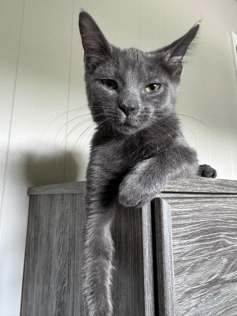 Pepper, a Adoptable mixed breed in Johnson City, TN image 4/6