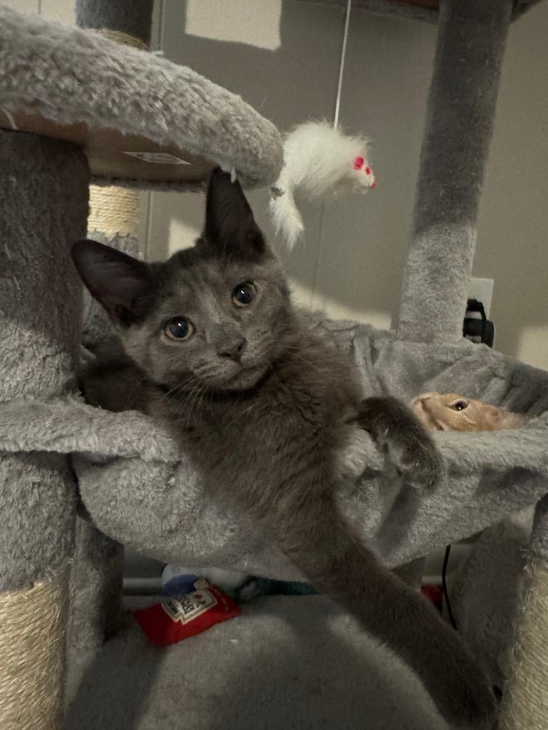 Pepper, a Adoptable mixed breed in Johnson City, TN image 4/4