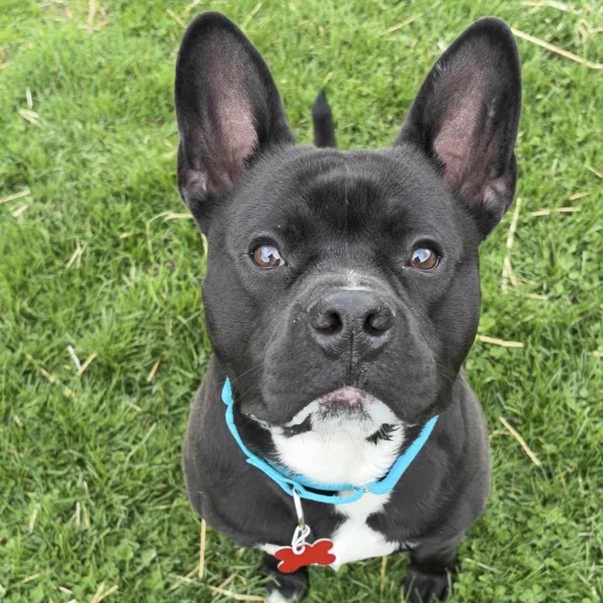 Bud, ADOPTABLE, Young Male French Bulldog.