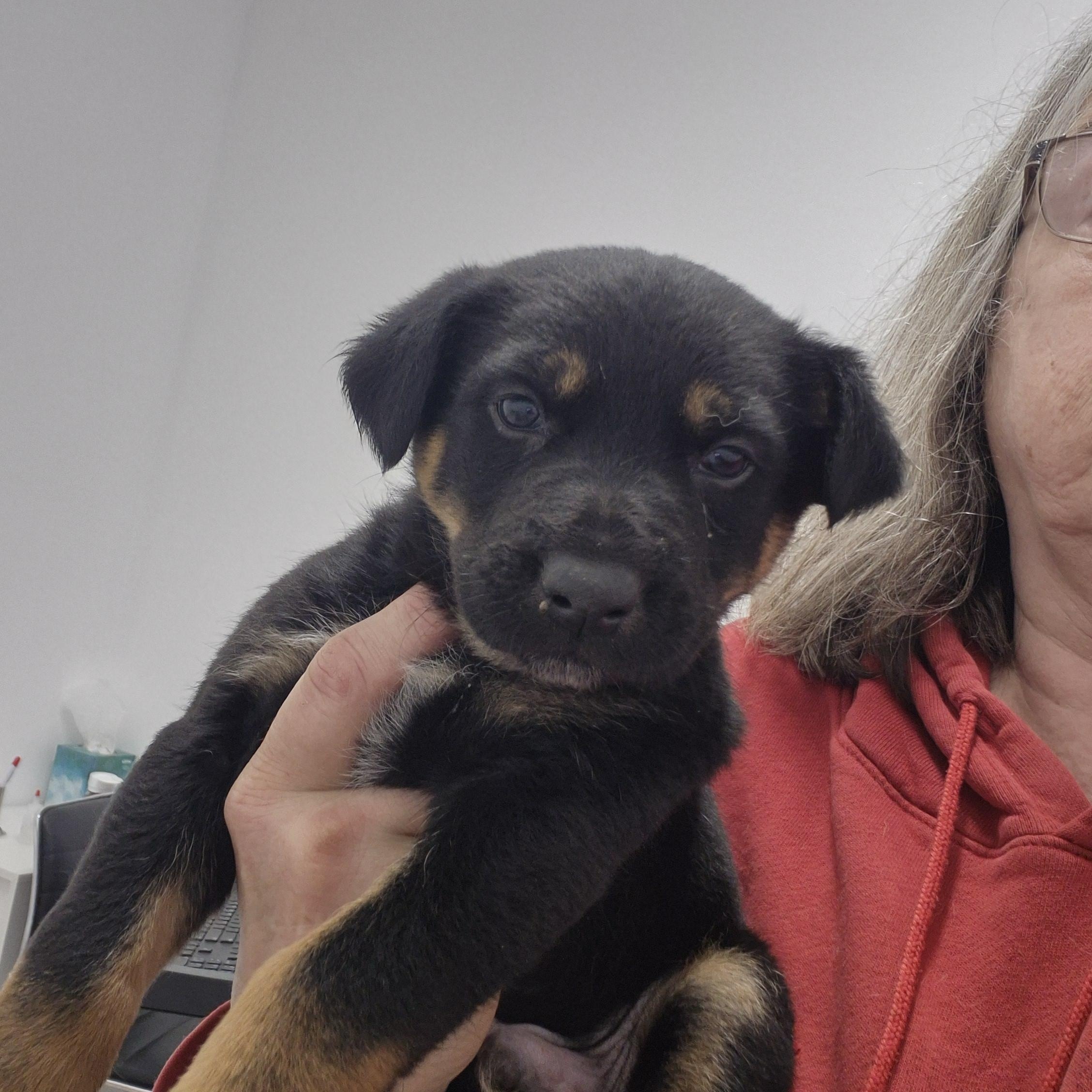 Enlarge Tango, a ADOPTABLE mixed breed in Olympia, WA image 1/1