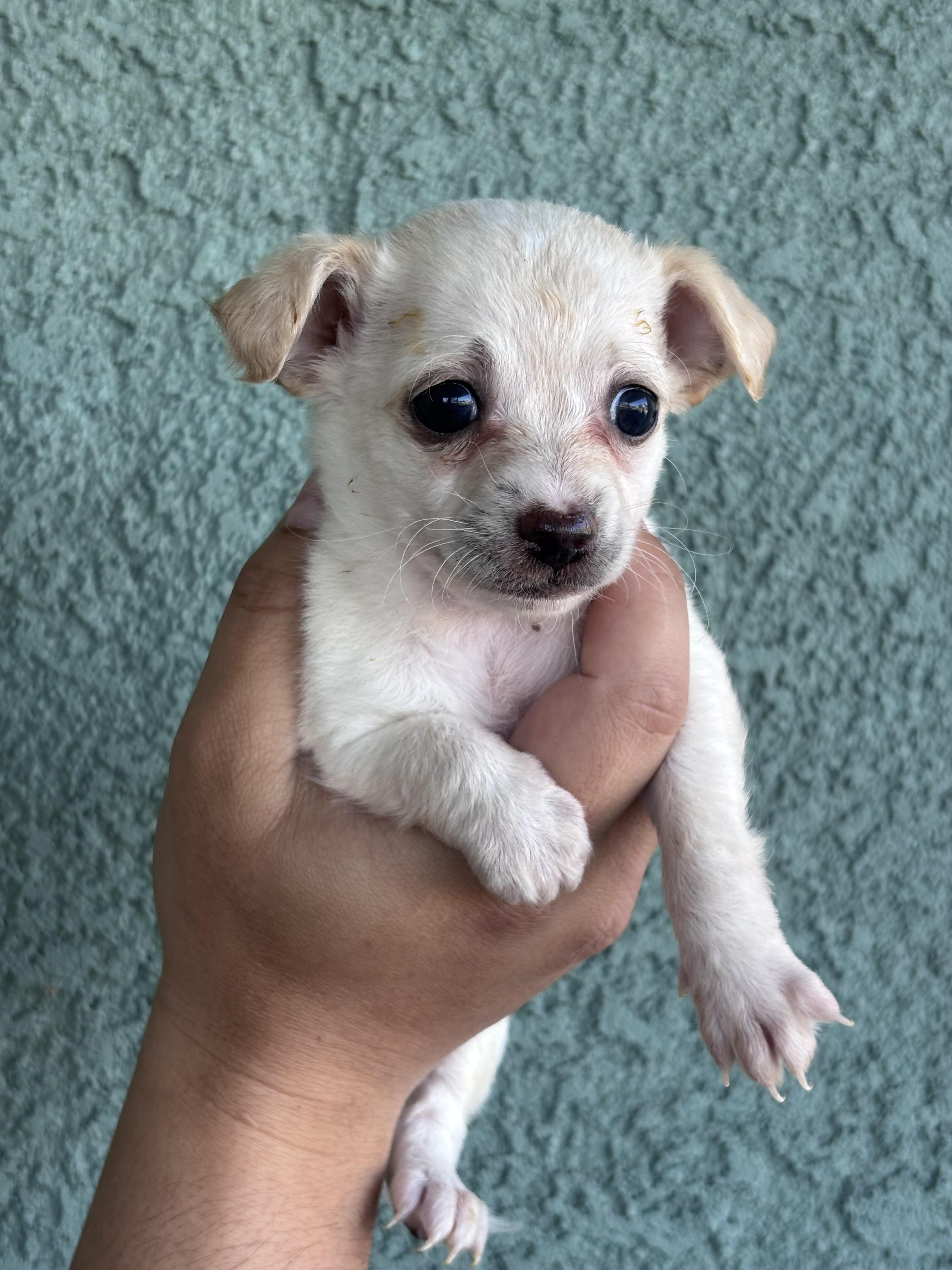 Cordelia, ADOPTABLE, Puppy Female Chihuahua & Maltese.