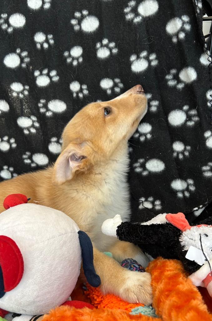 Enlarge Bingo, a Adoptable mixed breed in Cottonwood, AZ image 1/3