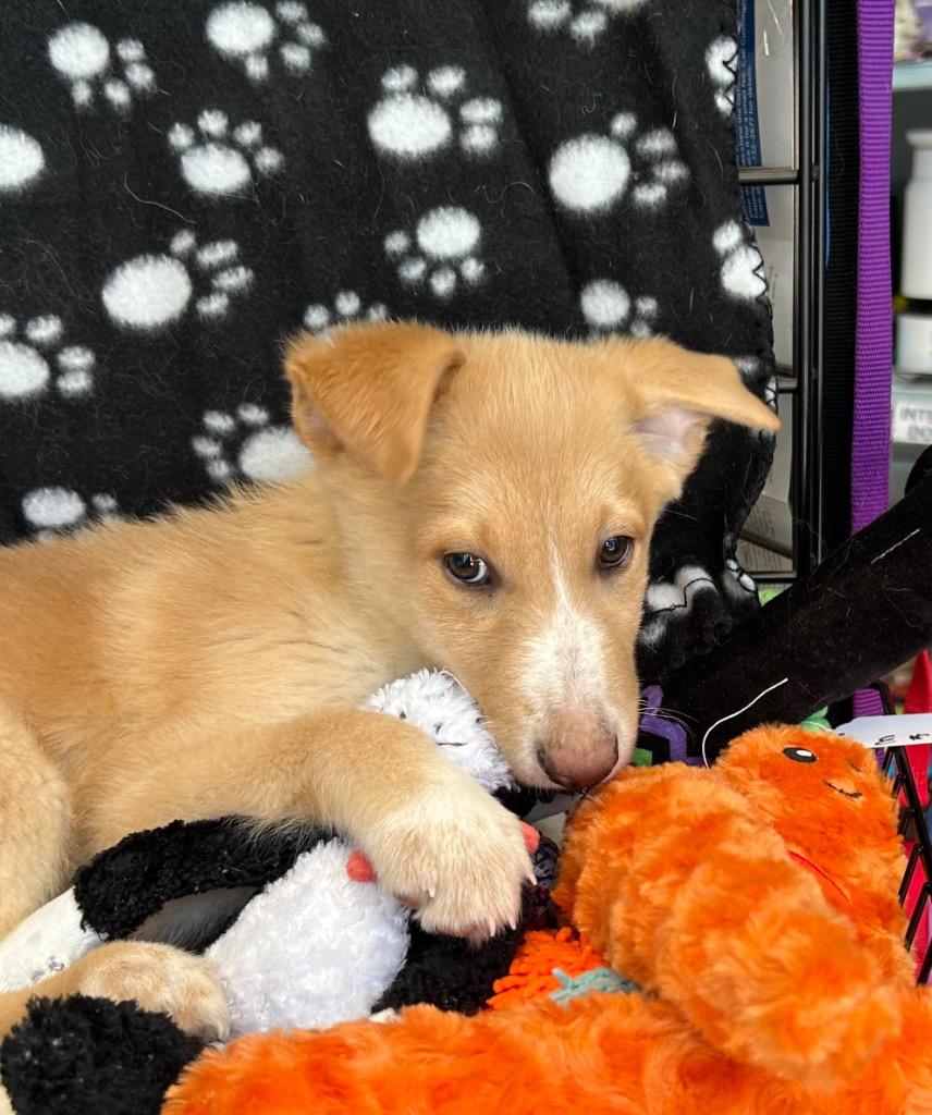 Enlarge Bingo, a Adoptable mixed breed in Cottonwood, AZ image 2/3