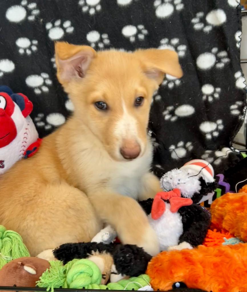 Enlarge Bingo, a Adoptable mixed breed in Cottonwood, AZ image 3/3