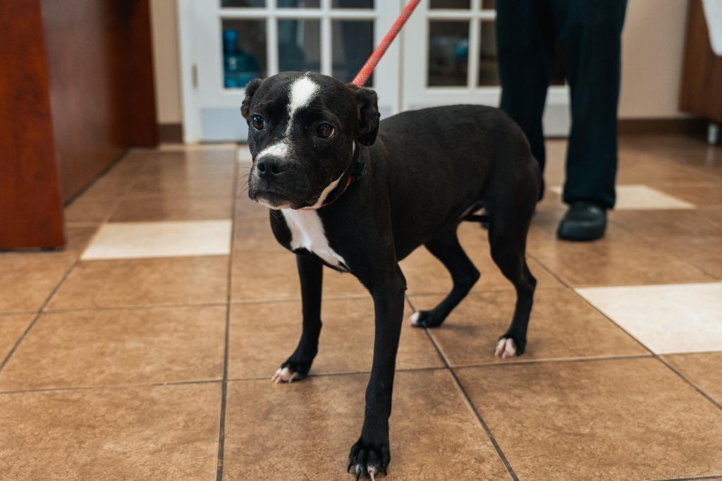 Tiara, Adoptable, Young Female Terrier.