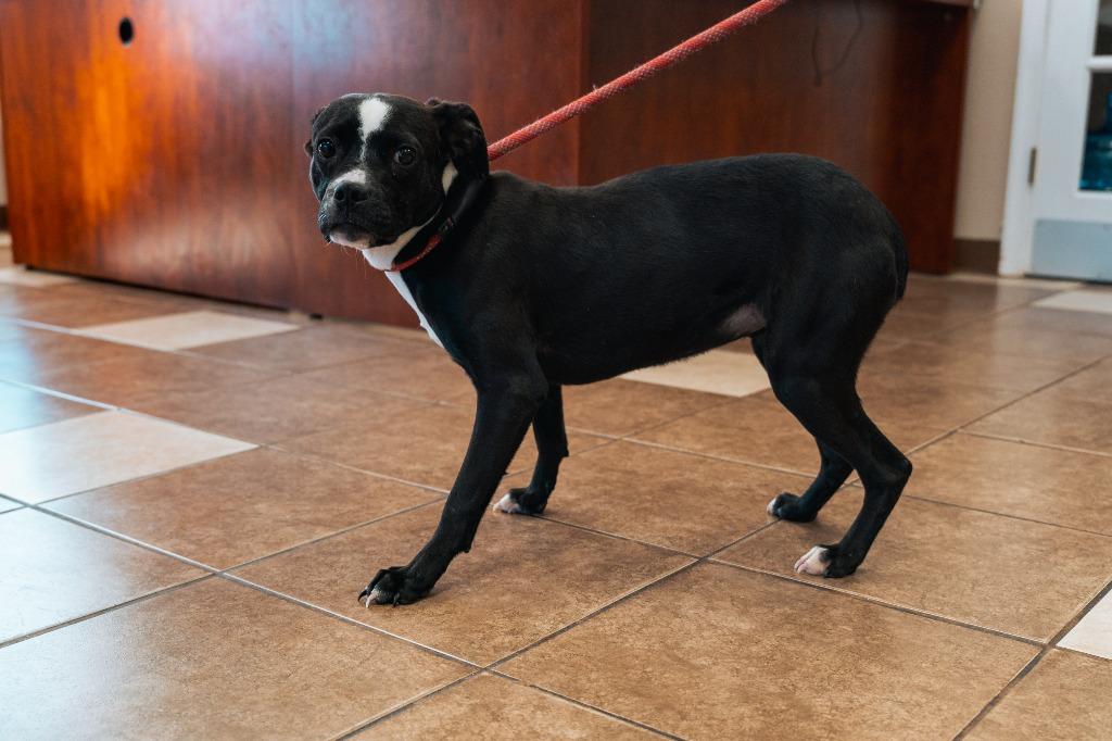 Tiara, a Adoptable mixed breed in Mocksville, NC image 2/6