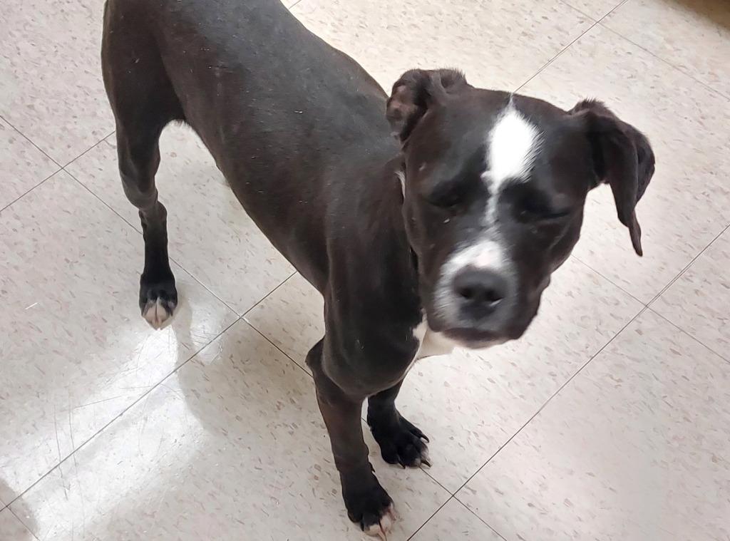 Tiara, a Adoptable mixed breed in Mocksville, NC image 3/6