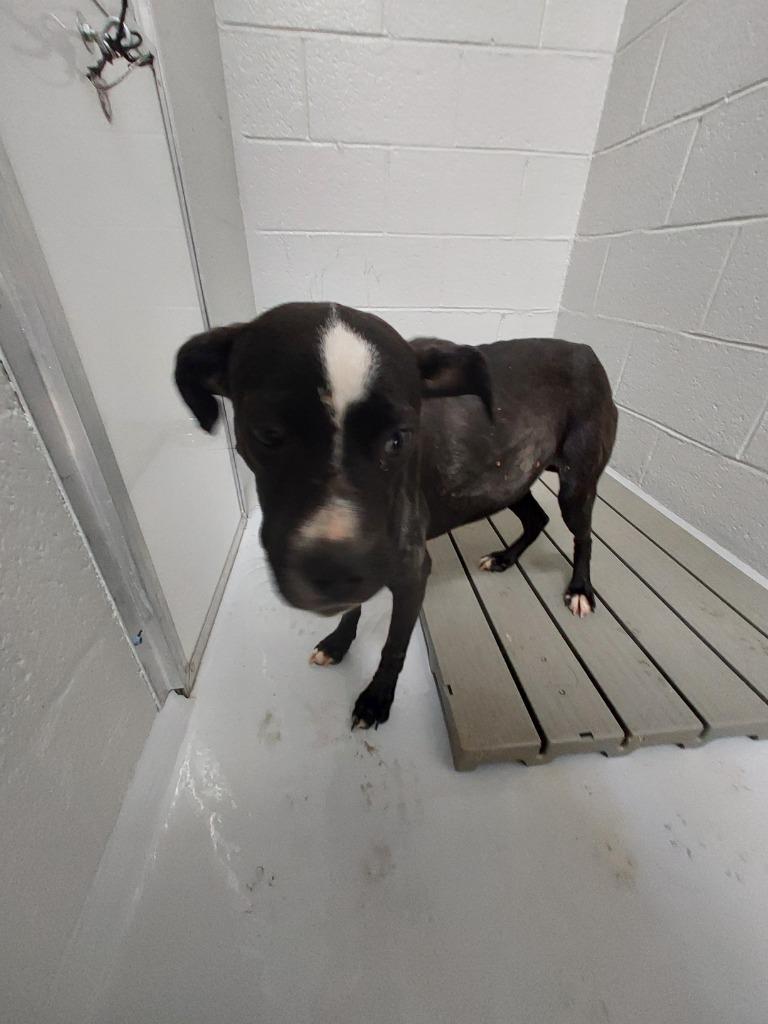 Tiara, a Adoptable mixed breed in Mocksville, NC image 4/6