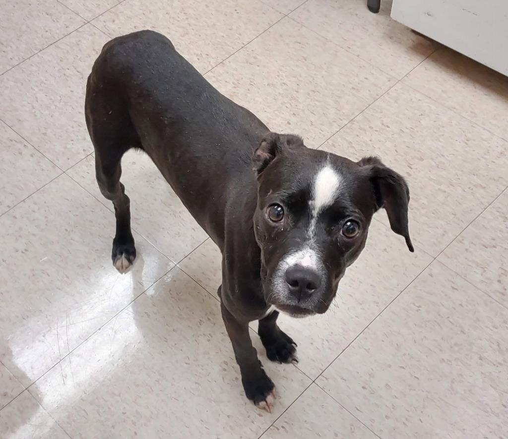 Tiara, a Adoptable mixed breed in Mocksville, NC image 5/6