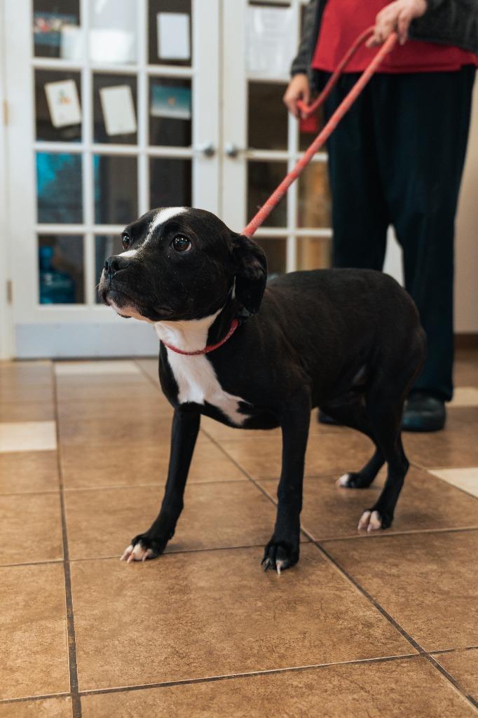 Tiara, a Adoptable mixed breed in Mocksville, NC image 6/6