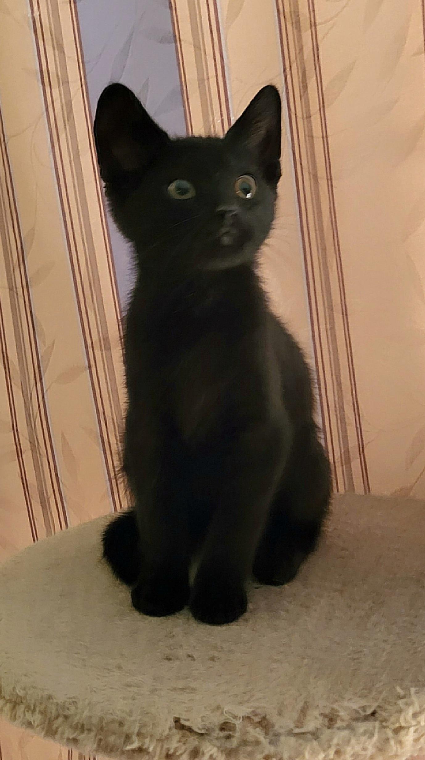 Enlarge Haze, an adopted Domestic Short Hair in Whitehall, PA image 1/3