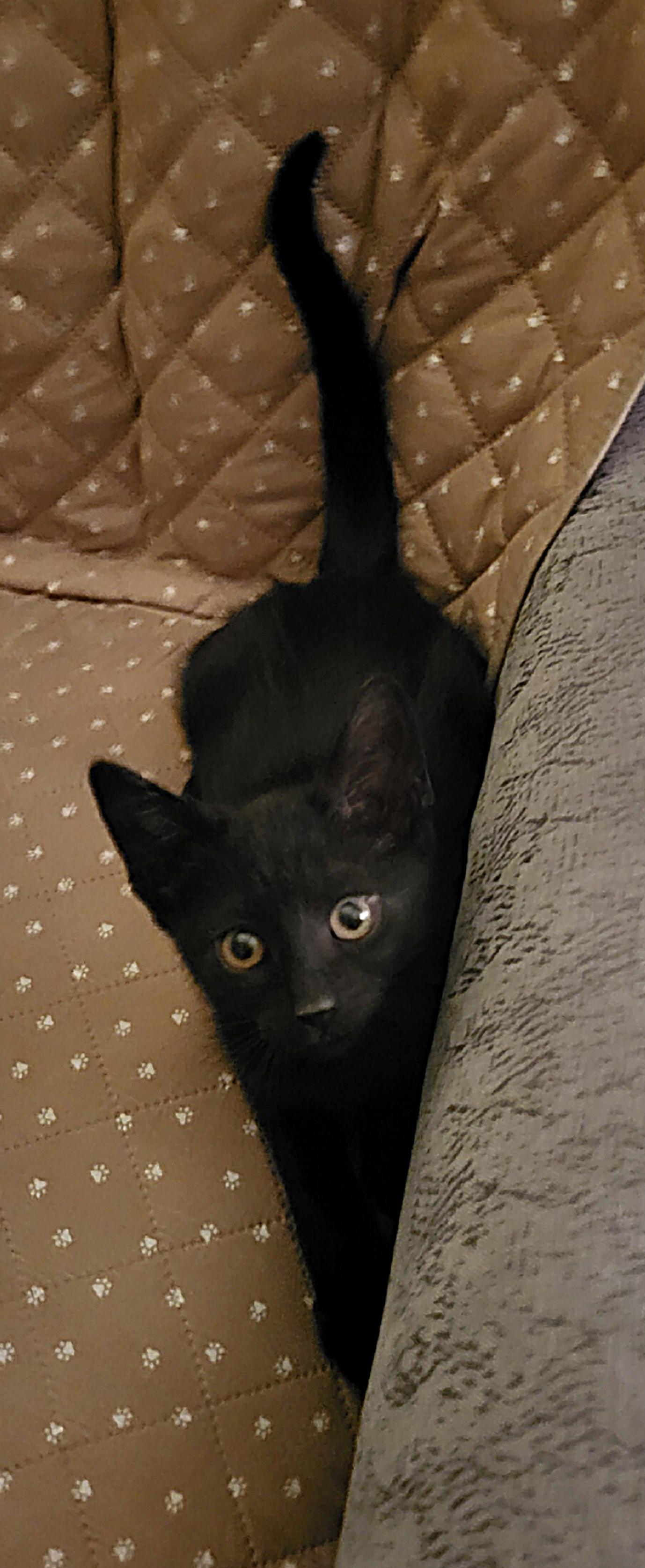 Enlarge Haze, an adopted Domestic Short Hair in Whitehall, PA image 3/3