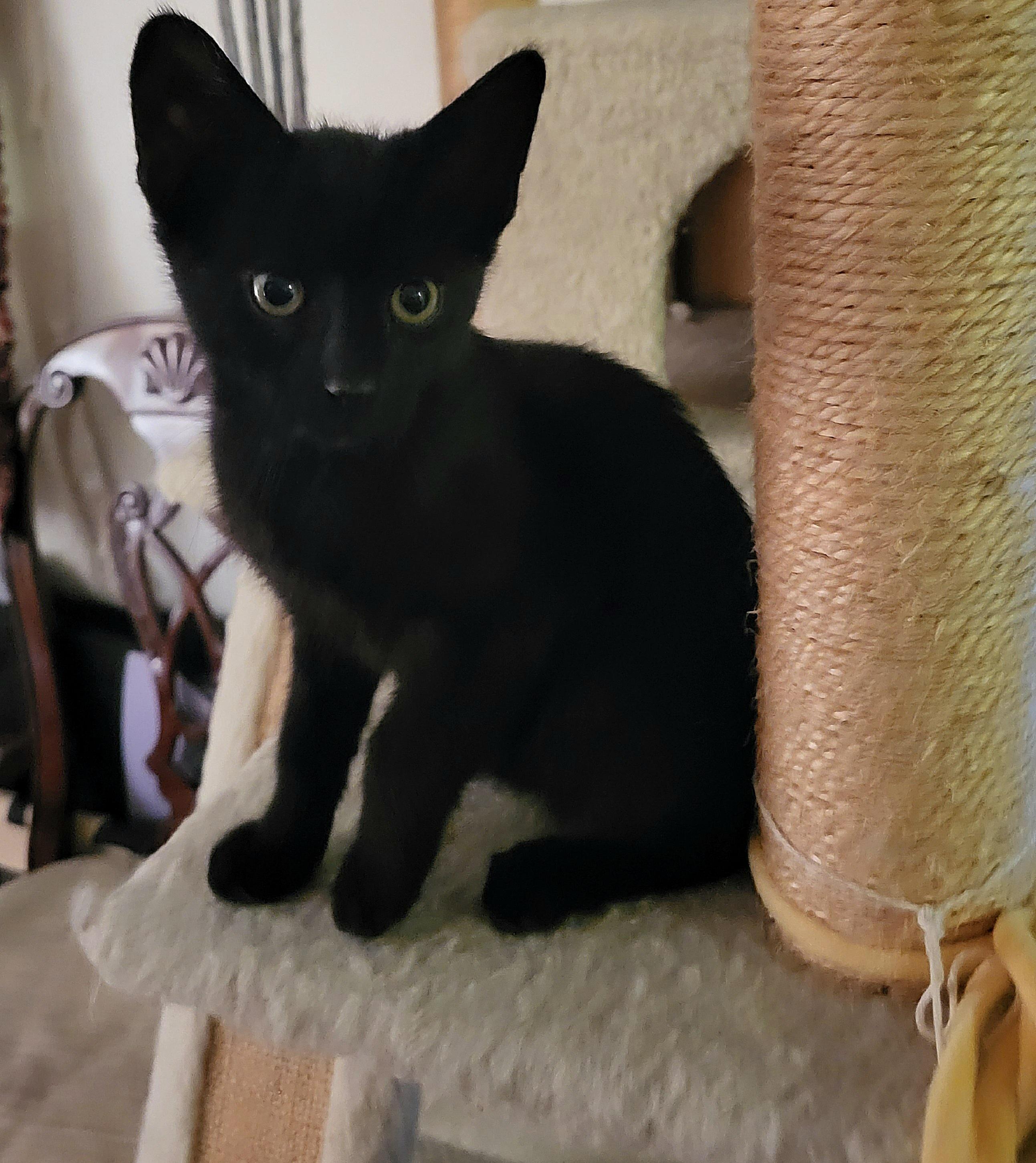 Enlarge Haze, an adopted Domestic Short Hair in Whitehall, PA image 2/3